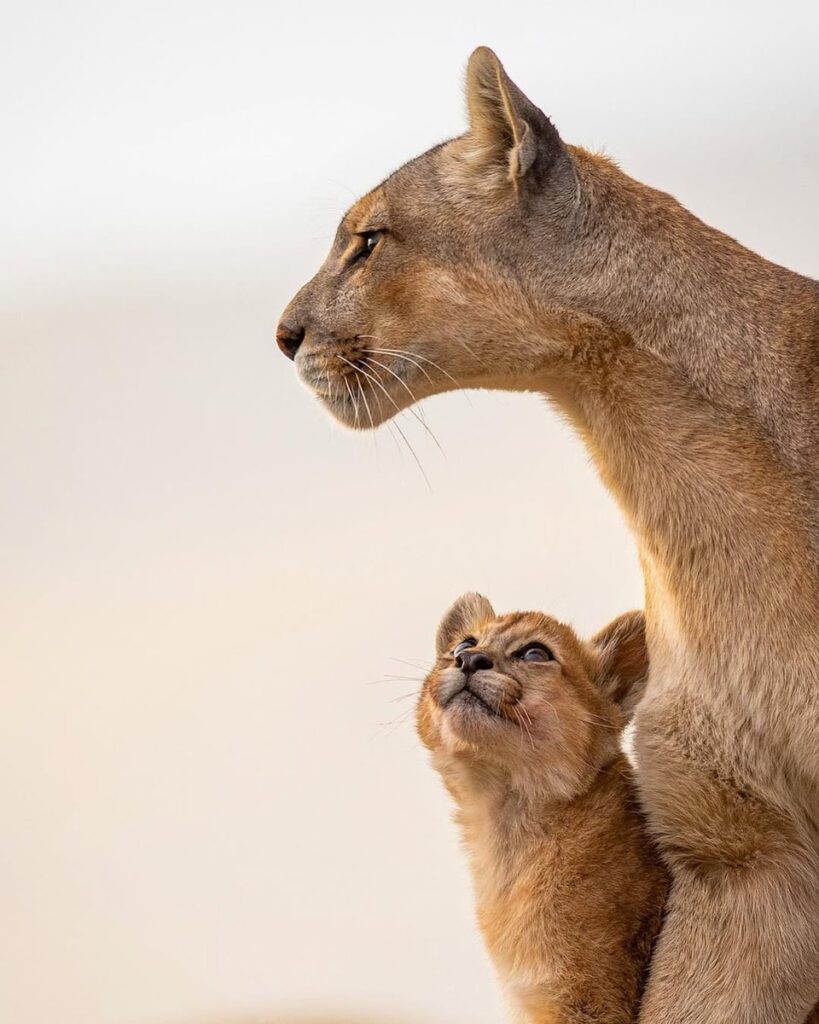 Lioness and cub representing a private Tanzania safari experience