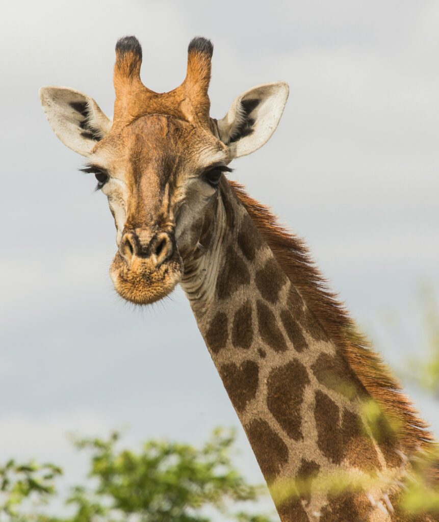 Giraffe representing local Tanzania safari experiences with Safari Coyote Adventures